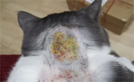 猫癣怎么样看好没好的