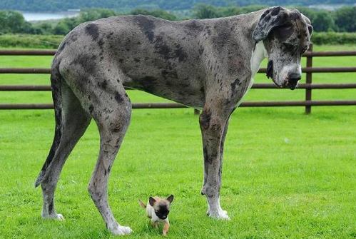 外国大型犬种