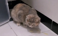 猫咪洗澡回来吐毛球怎么办?