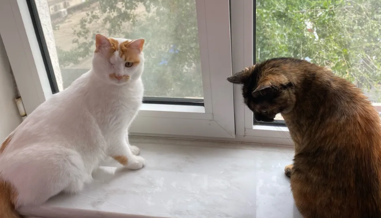 家里来了新猫，老猫会生气吗？