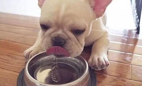 狗狗拉稀后饮水增加？为什么大量喝水？
