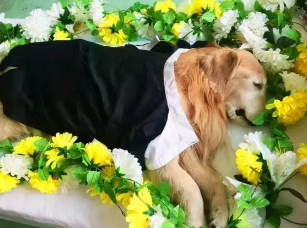狗死后8小时会有意识吗