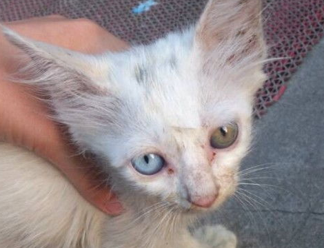 猫咪眼睛浑浊是什么原因？猫咪眼睛的疾病！