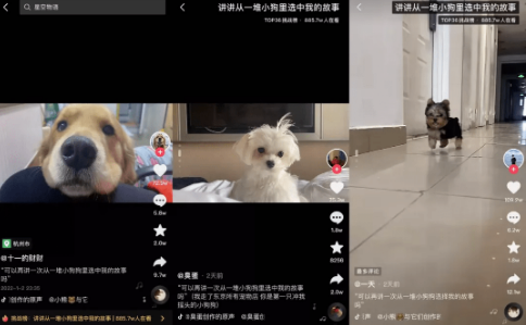 抖音狗狗文案最火 抖音狗狗文案最火