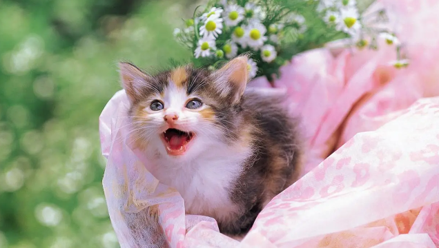 2个月小猫的猫瘟存活率咋样？