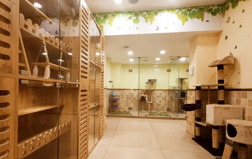宠物店寄养猫要多少钱