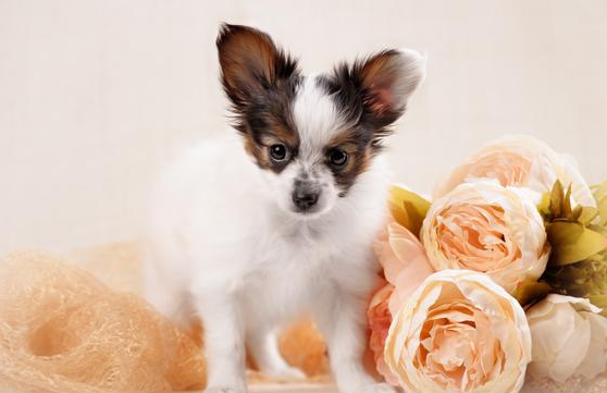 蝴蝶犬怎样训练好？这五招，能够帮上你！