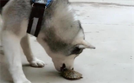 狗把活乌龟全吃了会怎么样