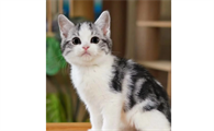 美短猫加白多少钱一只