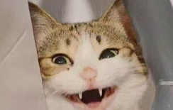 怎么阻止猫咪破坏窗帘和抽纸？方法有哪些？