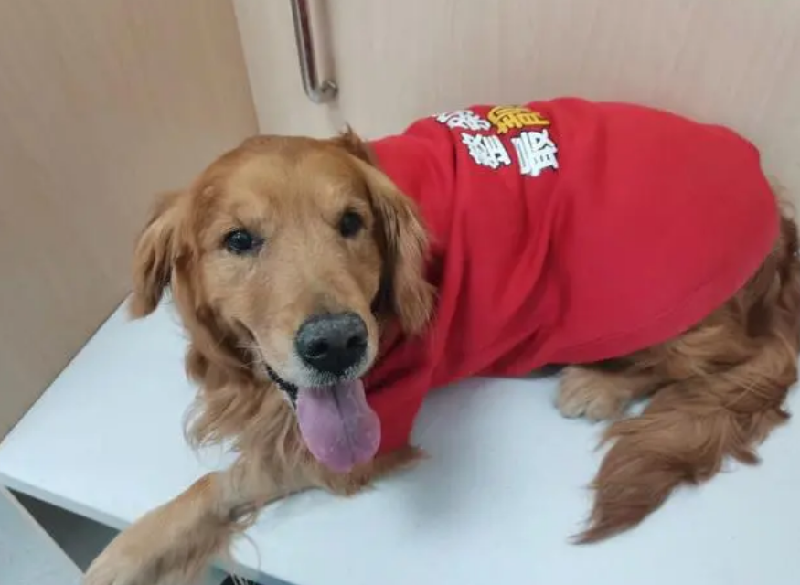 狗产后一个月了还有红色粘液怎么治疗