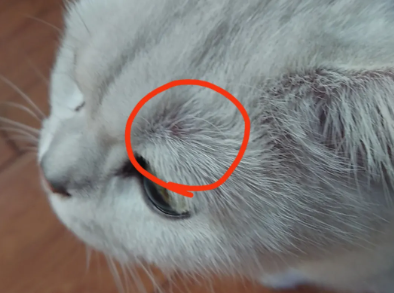 猫眉毛秃了是怎么回事？