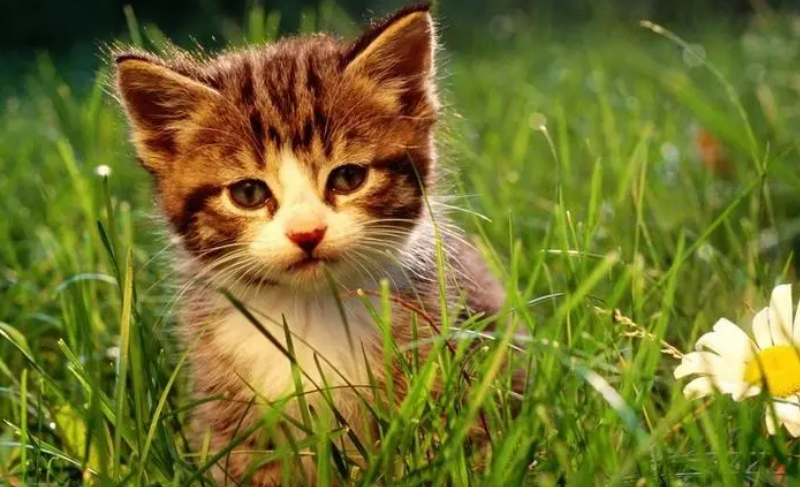猫吃生鱼还是熟鱼好一点 猫吃生鱼还是熟鱼好一点