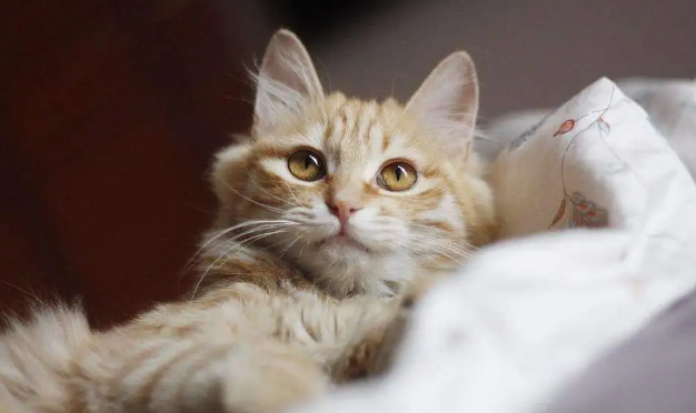 猫拉血是什么原因导致的?一文告诉你! 猫拉血是什么原因导致的?一文告诉你!