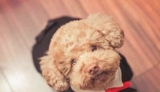 为何泰迪犬一直让你摸它“肚子”?缘故有五个 为何泰迪犬一直让你摸它“肚子”?缘故有五个
