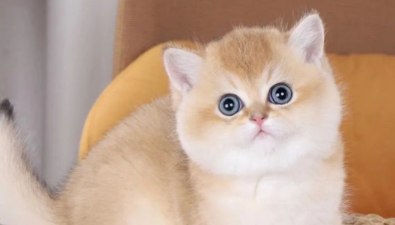 猫咪为什么屁屁冲着你睡觉