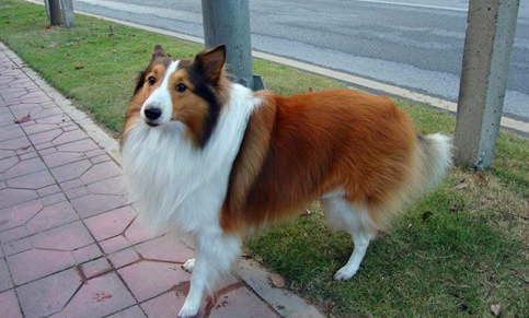 牧羊犬的腿没有力气是什么原因，牧羊犬的腿为什么没有力气