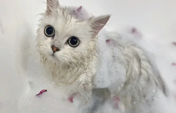 明明喜欢玩水的猫咪,为什么却会害怕洗澡呢? 明明喜欢玩水的猫咪,为什么却会害怕洗澡呢?