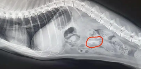 猫吞食异物48小时后无反应怎么办？