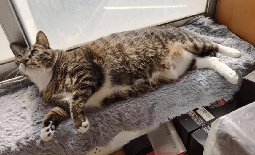 养猫必修课:关于猫咪心脏的一些基本知识!