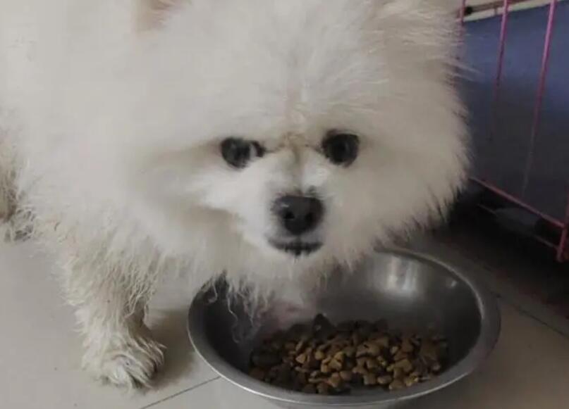 托玛仕狗粮博美能吃 托玛仕狗粮博美能吃