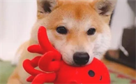 柴犬小课堂教学之柴犬快乐成长的关键点