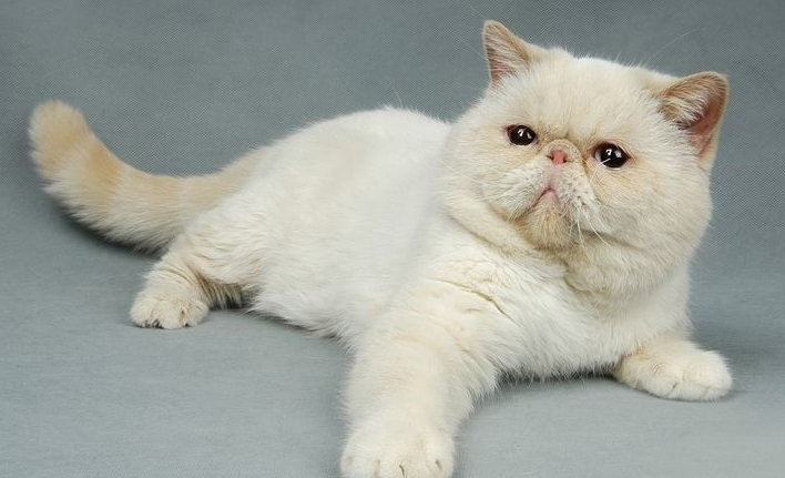 猫咪眼睛发炎睁不开怎么办?有可能导致失明 猫咪眼睛发炎睁不开怎么办?有可能导致失明