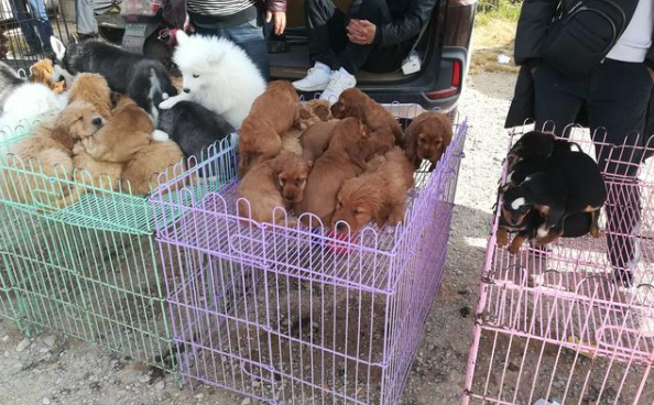 狗市场在哪里有呢？