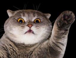 搞怪猫猫睡觉爱张嘴吐舌? 搞怪猫猫睡觉爱张嘴吐舌?