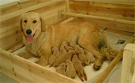 母犬无乳原因是什么？母犬产后无奶如何治疗？