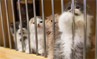 后院猫舍什么意思