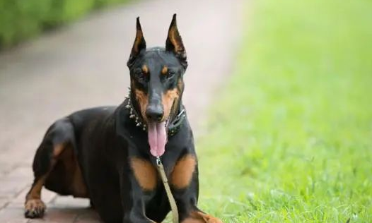禁养犬已经养了怎么办
