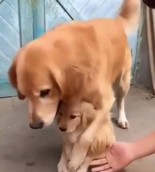大金毛实力护犊子，主人靠近也被当场拒绝