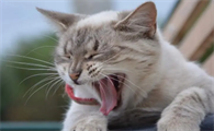 猫咪吐绿色粘稠物体是怎么回事？
