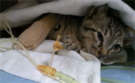 接靠谱：猫病毒性鼻气管炎简单介绍