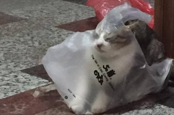 网友家的猫在玩方便袋，只是这表情，让人笑到胃痛