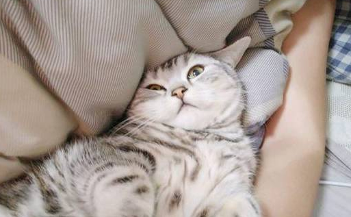 宠主家美短猫咪丢了，主人听了网友建议后，猫猫第二天就被找到了