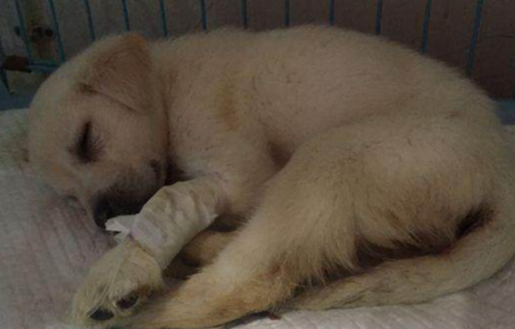 狗狗会无缘无故得犬瘟吗为什么呢
