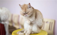 怎么给猫咪驱虫呢
