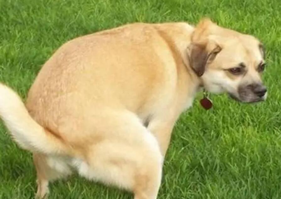 狗狗拉稀尿血是怎么回事儿