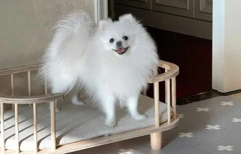 博美犬好养吗?博美犬喂养注意事项有哪些