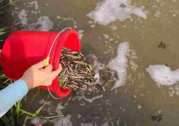 杭州适合放生的地方