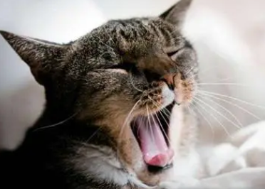 猫咪呼吸道感染怎么治疗?新手必看! 猫咪呼吸道感染怎么治疗?新手必看!