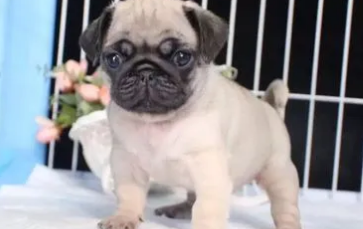 巴哥犬怎样做日常护理？巴哥犬需要注意的健康问题。