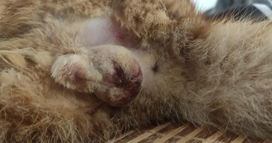 公猫绝育第一天夜里是危险期