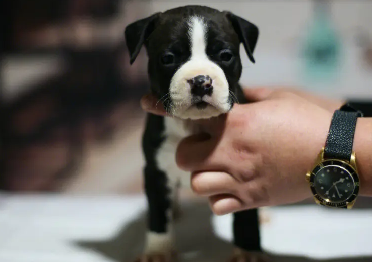 3一4个月斯塔福犬价格