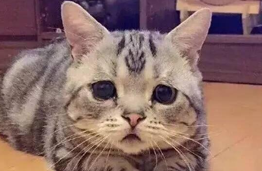 猫狗流泪到底是情感所致，还是眼疾导致？