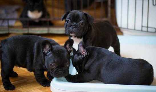 为何许多明星喜爱养法国斗牛犬?原先法牛有这7点独到之处 为何许多明星喜爱养法国斗牛犬?原先法牛有这7点独到之处