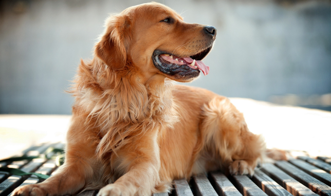 金毛犬是否应该吃美毛