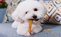 狗多久吃一次磨牙棒?